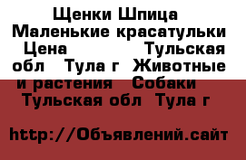Щенки Шпица. Маленькие красатульки › Цена ­ 15 000 - Тульская обл., Тула г. Животные и растения » Собаки   . Тульская обл.,Тула г.